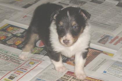 Sheltie-Rüde in tricolor