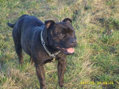 Staffordshire Bullterrier Deckrüde