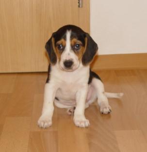 Beagle Mix Welpen