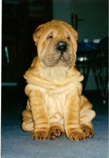 Shar Pei Welpen aus Berlin