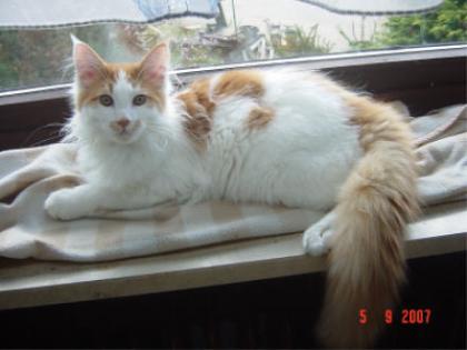 Maine Coon Kater !
