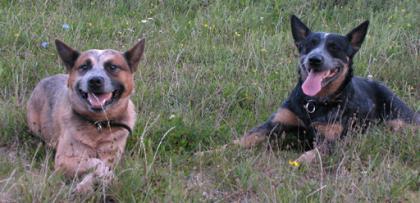 Australian Cattle Dog Welpen