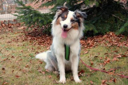 ALFRED - Australian Sheperd - 2 Jahre - Tierhilfe-Franken e.V.