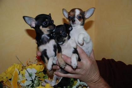 Chihuahua Welpen KH