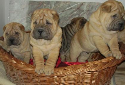 Shar-Pei Welpe