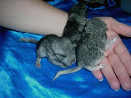 Chinchillas abzugeben Dresden