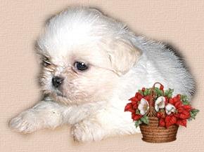 Shih tzu---shih tzu---shihtzu