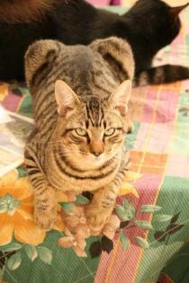 Leon, der absolute  Schmusetraum!!!