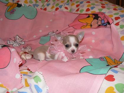 Adorable Chihuahua Puppies For Sale