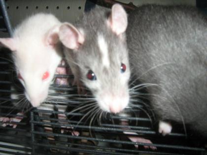 9 süße Rattenbabies suchen ein neues Zuhause -