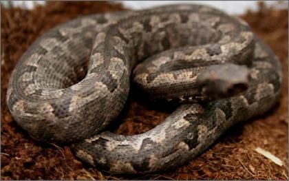 Candoia P.Paulsoni