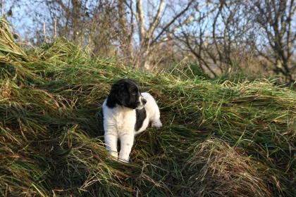 Mix- Welpen Bernersen / kl. Münsterländer