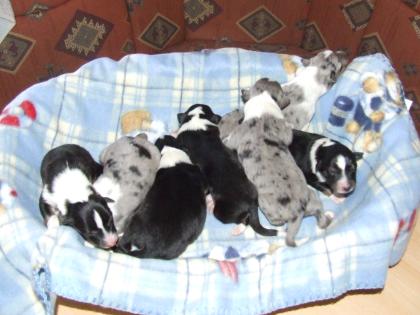 Colliewelpen in Blue-merle und Tricolor