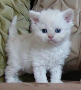 Selkirk Rex Katzen und Kitten