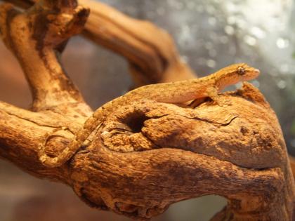 Jungferngeckos  Lepidodactylus lugubris