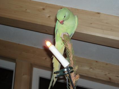 Handzahmer Halsbandsittich