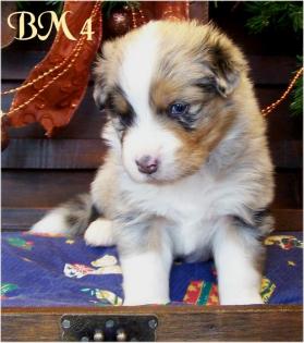 Zuckersüße Australian Shepherd Welpen