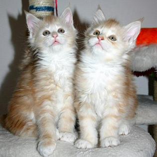 Schmusisge Eisbärchen - Maine Coon Kitten in XXL