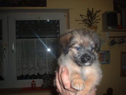 Hundebabys