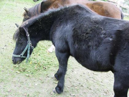 Patenschaft für Pony