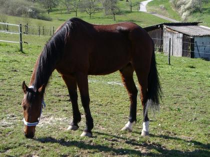 Suche eine Zuverlässige und Wetterfeste Reitbeteiligung