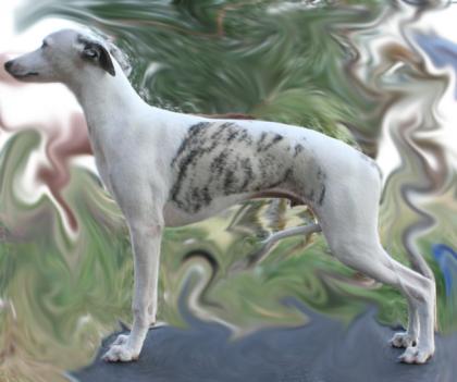 Whippet Junghunde zu verkaufen