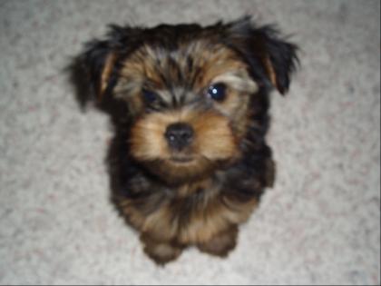 Yorkshire Terrier Welpen