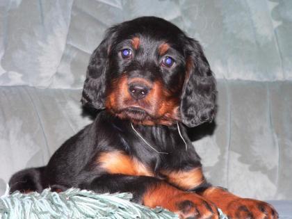 Gordon Setter Welpen O.P.