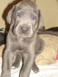 Wunderschöne blaue und schwarze Deutsche Doggenwelpen