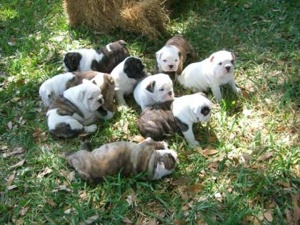 Gesunde Bulldog Welpen zu verkaufen