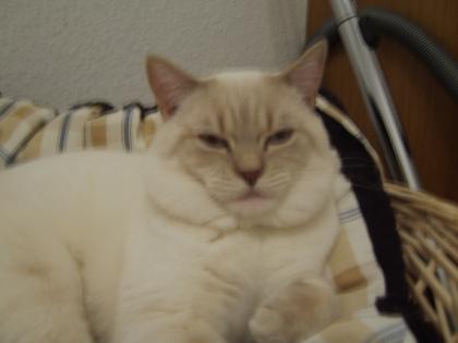 Int.Ch. Simba von Seni möchte Ihre gesunde Katzendame verführen