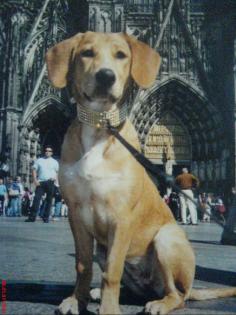 1J. Labrador-Rodesian Ridgeback Hündin