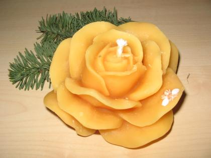 Bienenwachsrose 008