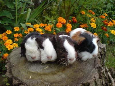 Süsse Rassemeerschweinchen