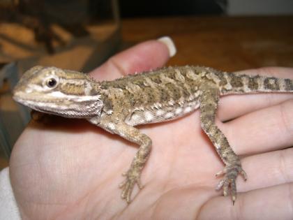 0.1 Pogona Henrylawsoni aus eigener Nachzucht abzugeben