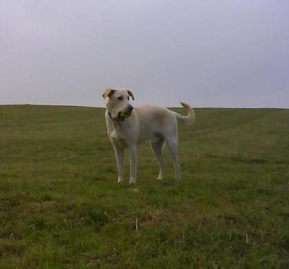 Junger Labrador möchte die Frauenwelt erobern.(Deckrüde)