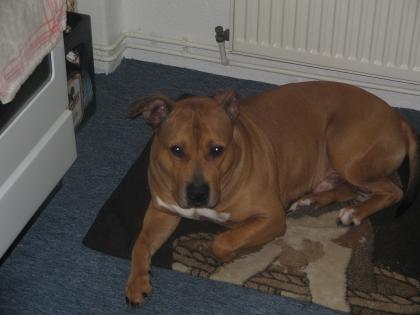 Deckrüde Stafforshire Pittbullterrier