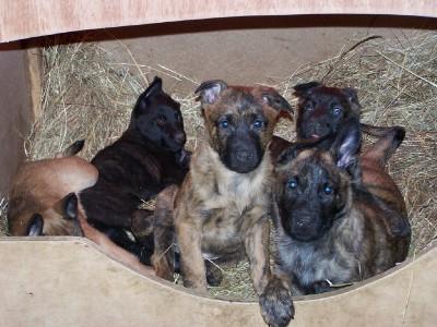 Malinois Herder Welpen