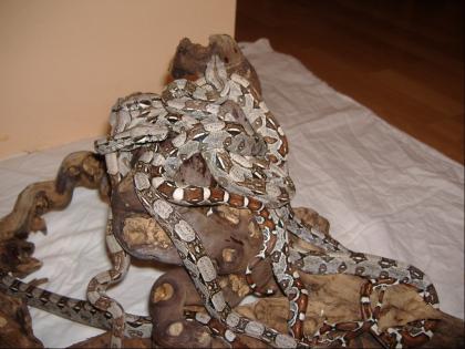 Boa Constrictor Constrictor Babys DNZ2021 abzugeben