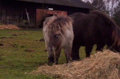 Mini pony hengst