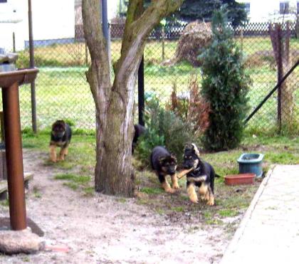 Schäferhundwelpen,rein DDR /blütig in schw/br
