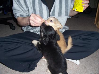 9 Wochenjunge Chihuahuawelpen suchen nettes zuhause