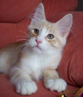 Maine Coon Katzenkinder auf der Suche nach neuen Eltern