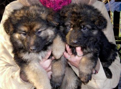 Wunderschöne Schäferhundwelpen aus Topgesunden Eltern