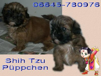 Suesse kleine shih tzu welpen