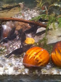 Neocaridina davidi Black Sakura  ( Süßwasser Garnelen  )