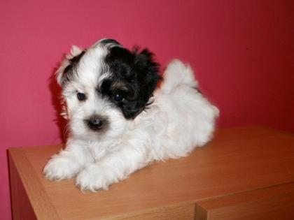 Havanese Welpen