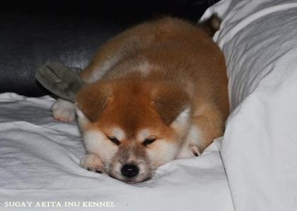 Akita Inu Welpen von Top Japanischen Linien