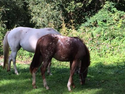 Pony Kinder Pony Mutter POA Leopard Zeichnung Stute 1 Jahr 1, 25