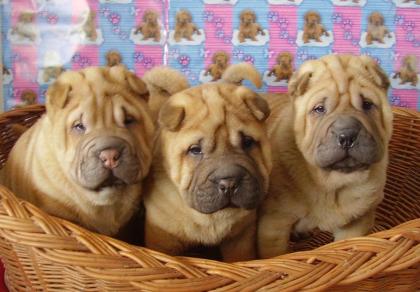 Chinese Shar-Pei